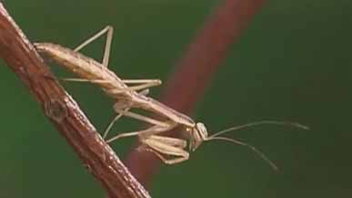 Praying-mantis Praying mantis