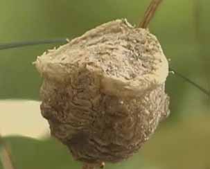 praying-mantis-egg-picture praying-mantis-egg-picture