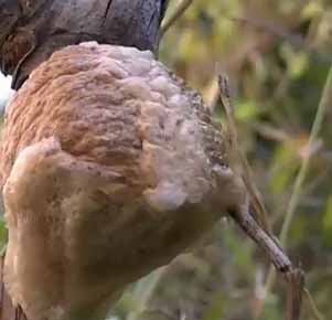 praying-mantis-eggs praying-mantis-eggs