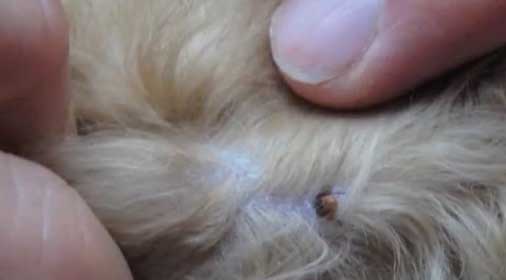 tick on dog