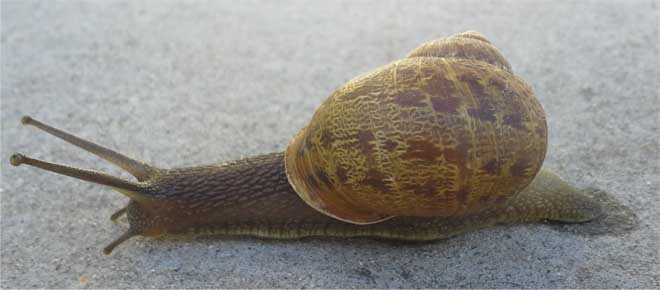 snail