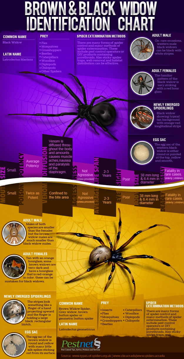 black and brown widow identification chart