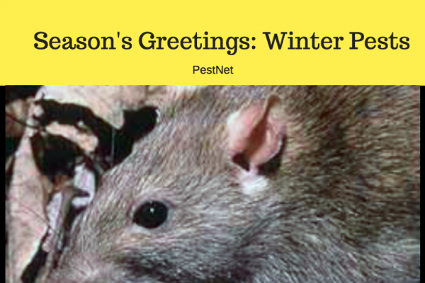 Season’s Greetings: Winter Pests