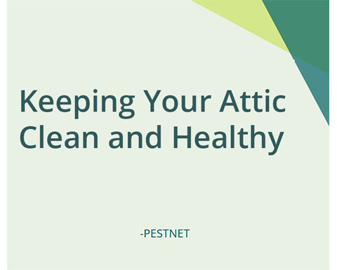 Keeping Your Attic Clean and Healthy